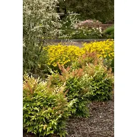 1.6-gallon White Gulf Stream Heavenly Bamboo Flowering Shrub - Vibrant Foliage