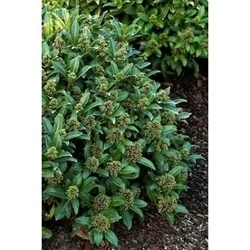1.6-gallon White Japanese Skimmia Male Flowering Shrub For Gardens