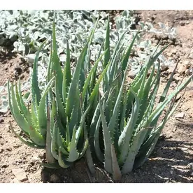 2.6-quart Blue Elf Aloe Plant - Perfect For Indoor And Outdoor Spaces
