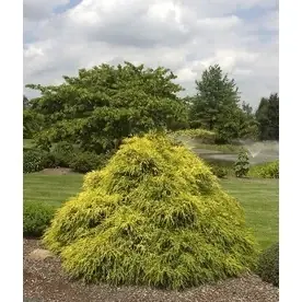 3.58-gallon Golden Charm Thread Branch Cypress Foundation Hedge Shrub