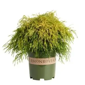 1.6-gallon Foundation/hedge Shrub - Golden Charm Thread-branch Cypress