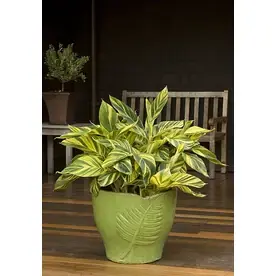 1.6-gallon White Variegated Shell Ginger Flowering Shrub - Vibrant Garden Addition