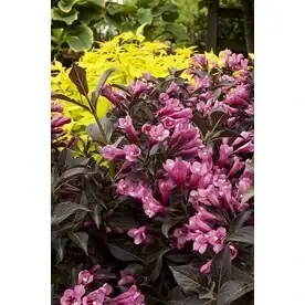 Monrovia 1.6-gallon Pink Dark Horse Weigela Flowering Shrub Model P14381