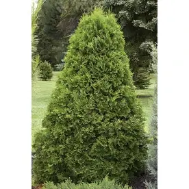2.6-quart Emerald Arborvitae Screening Shrub For Privacy And Aesthetic Appeal
