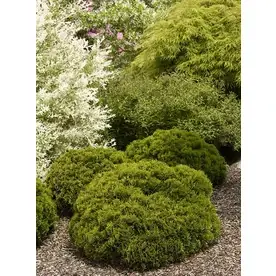 1.6-gallon Danica Arborvitae Foundation And Hedge Shrub