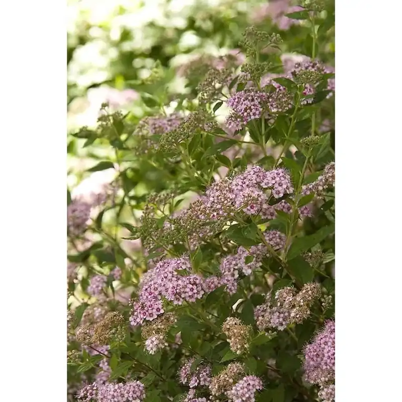 1.6-gallon Pink Little Princess Spirea Flowering Shrub For Gardens