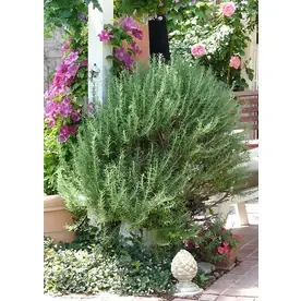 2.6-quart Blue Tuscan Blue Rosemary Flowering Shrub For Gardens