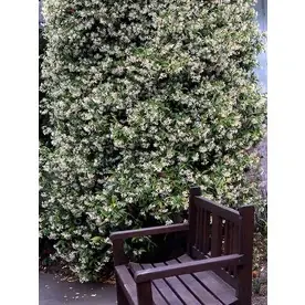 3-quart Star Jasmine Plant - Fragrant Climbing Vine