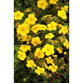 1.6-gallon Yellow Gold Star Potentilla Flowering Shrub For Vibrant Gardens