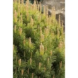 1.6-gallon Dwarf Mugo Pine Foundation And Hedge Shrub