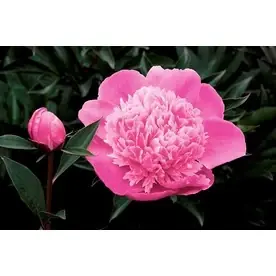 1.6-gallon Madame Emile Debatene Double Peony Flowering Plant
