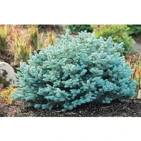 1.6-gallon Dwarf Globe Blue Spruce Foundation And Hedge Shrub