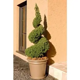 1.6-gallon Spiral Dwarf Alberta Spruce Accent Feature Shrub