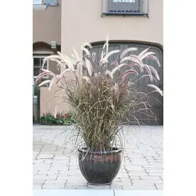 2.6-quart Purple Fountain Grass - Ornamental Grass For Landscaping