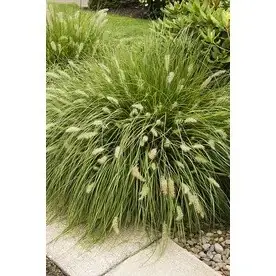 Dwarf Fountain Grass Ornamental Plant - Model 064262