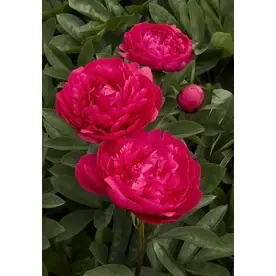 1.6-gallon Kansas Double Peony - Beautiful Flowering Plant