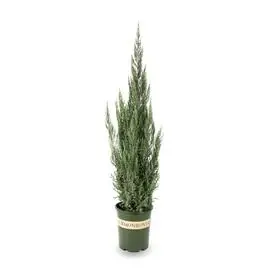 3.58-gallon Blue Point Juniper Screening Shrub For Landscaping