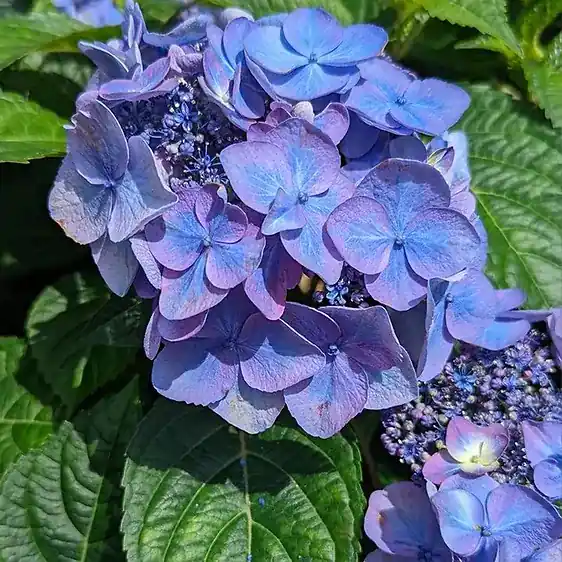 Hydrangea 2 Gallon Container - Hydrangea Macrophylla