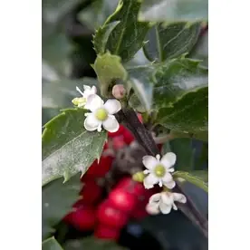 1.6-gallon White Berri Magic Kids Holly Combination Flowering Shrub