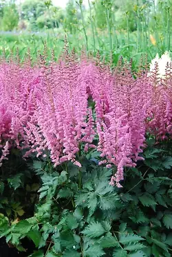 False Spirea 2 Gallon Plant - Pp16336