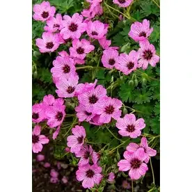 2.6-quart Ballerina Cranesbill Plant - Hardy Perennial Ground Cover