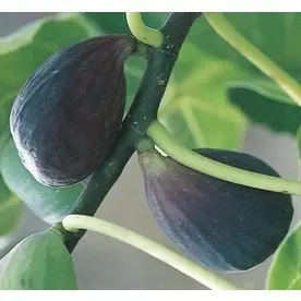3.58-gallon Mission Fig Tree - Model 036815