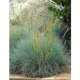 3-quart Elijah Blue Fescue Ornamental Grass Plant