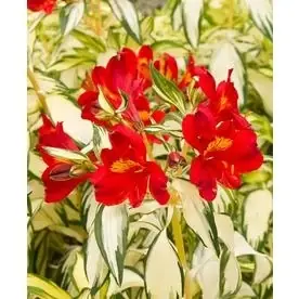 1.73-gallon Potted Rock And Roll Peruvian Lily - Lgc02927