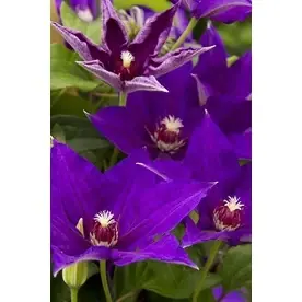 2.6 Quart Vancouver Danielle Clematis - Beautiful Climbing Plant