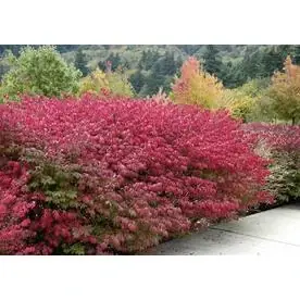 1.6-gallon Yellow Dwarf Burning Bush Foundation And Hedge Shrub