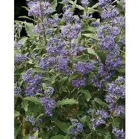 1.6-gallon Compact Blue Bluebeard Shrub - Model L24432