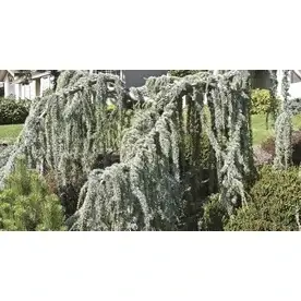 3.58-gallon Weeping Blue Atlas Cedar Sperentine Feature Tree Model L22984