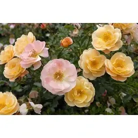 1.6-gallon Potted Amber Groundcover Rose Flower Carpet Ppaf