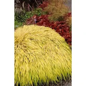 3-quart All Gold Japanese Forest Grass - Vibrant Ornamental Grass For Landscaping