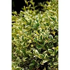 2.6-quart Variegated English Boxwood Flowering Shrub - Ideal For Landscaping