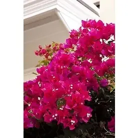 2.6 Quart Barbara Karst Bougainvillea - Vibrant Flowering Plant