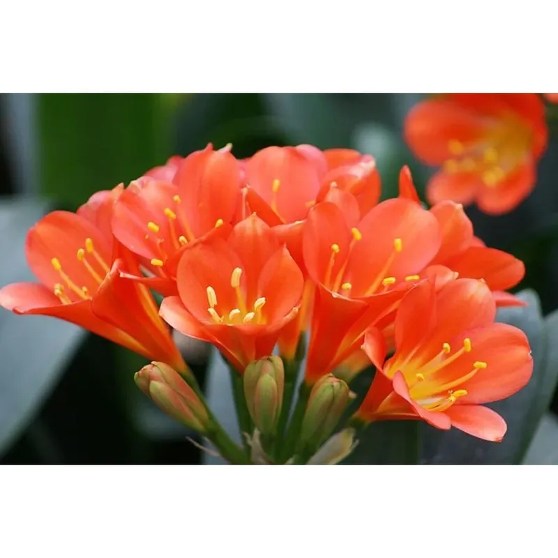 1.6-gallon Potted Belgian Hybrid Orange Bush Lily - Vibrant Blooms For Your Garden