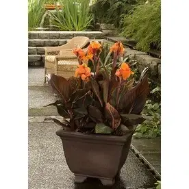 2.6-quart Tropicanna Canna Plant - Vibrant Tropical Foliage