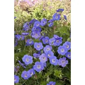 2.6-quart Rozanne Cranesbill Perennial Plant - P12175