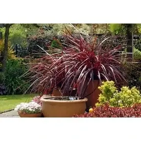 2.6-quart Cordyline Festival Grass Plant For Vibrant Landscaping