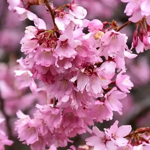 5 Dream Catcher Flowering Cherry Tree - Prunus ‘dream Catcher‘