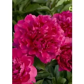 1.6-gallon Potted Paul M Wild Double Peony Plant