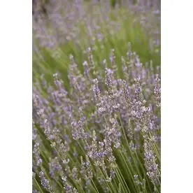 3-quart Provence French Lavender Plant - Aromatic Perennial