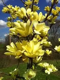 5 Gallon Magnolia Yellow Bird Plant - Vibrant And Hardy Nursery Specimen