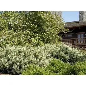 3.58-gallon White Otto Luyken English Laurel Flowering Shrub