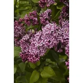 3.58-gallon Lavender Sensation Lilac Flowering Shrub - Beautiful Fragrant Blooms