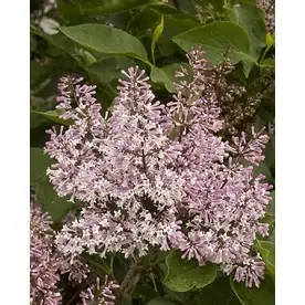 1.6-gallon Pink Miss Kim Korean Lilac Flowering Shrub - Beautiful Blooms
