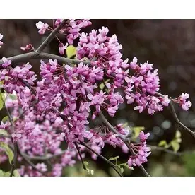 3.58-gallon Lavender Twist Redbud Flowering Tree Model L14485