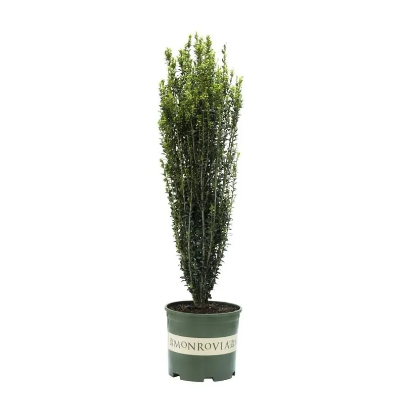 3.58-gallon Sky Pencil Japanese Holly Feature Shrub - Ornamental Plant