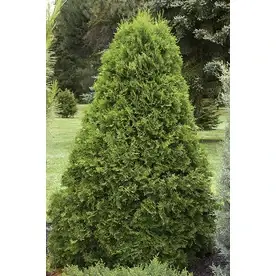 3.58-gallon Emerald Arborvitae Screening Shrub For Privacy And Aesthetic Appeal